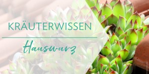 Beitragsbild des Blogbeitrags Pflanzenwissen: Hauswurz (Sempervivum)