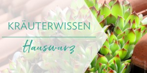 Beitragsbild des Blogbeitrags Pflanzenwissen: Hauswurz (Sempervivum) 