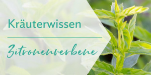 Beitragsbild des Blogbeitrags Kräuterwissen: Zitronenverbene