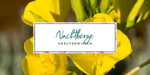 Beitragsbild des Blogbeitrags Nachtkerzenblüten, -blätter und Nachtkerzenöl: Wirkung & Verwendung für die Hautpflege