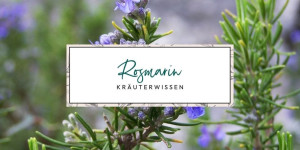 Beitragsbild des Blogbeitrags Rosmarin (Salvia rosmarinus): Wirkung und Verwendung für Haut & Haare