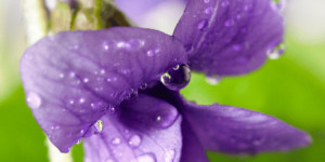 Beitragsbild des Blogbeitrags Veilchen (Viola odorata): Wirkung & Verwendung für die Hautpflege 