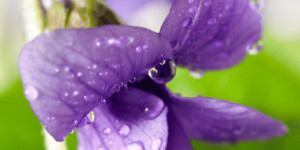 Beitragsbild des Blogbeitrags Veilchen (Viola odorata): Wirkung & Verwendung für die Hautpflege