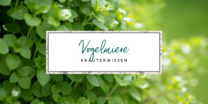 Beitragsbild des Blogbeitrags Vogelmiere (Stellaria media): Wirkung & Verwendung für die Haut