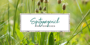 Beitragsbild des Blogbeitrags Spitzwegerich (Plantago lanceolata): Wirkung & Verwendung für die Haut