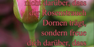 Beitragsbild des Blogbeitrags Ärgere dich nicht darüber, dass der Rosenstrauch Dornen trägt, sondern freue dich darüber, dass der Dornenstrauch Rosen trägt. 