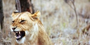 Beitragsbild des Blogbeitrags zahmes lämmchen? wecke die löwin in dir!