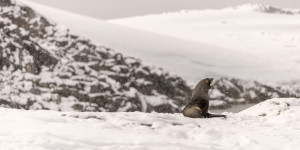 Beitragsbild des Blogbeitrags Expedition Antarktis 2024: Eine Region jenseits unserer Vorstellungskraft