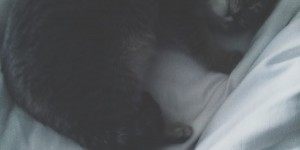 Beitragsbild des Blogbeitrags Avocadotoast & Fencheltee - Abendlektüre