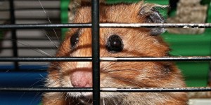 Beitragsbild des Blogbeitrags Mein Ausstieg aus dem Hamsterrad und was danach folgte! 