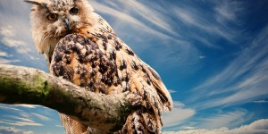 Beitragsbild des Blogbeitrags Achtsamkeit hat ein großes Zukunftspotential in Unternehmen!