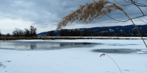Beitragsbild des Blogbeitrags Das Naturjuwel Rheindelta – eine kurze Winterwanderung 