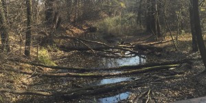 Beitragsbild des Blogbeitrags Bibergehege Rundweg Lobau