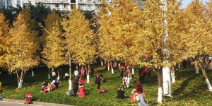 Beitragsbild des Blogbeitrags Golden Ginkgo Leaves and Sun