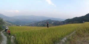 Beitragsbild des Blogbeitrags The Golden Longji Rice Terraces in the Fall