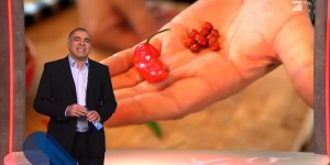 Beitragsbild des Blogbeitrags TV-Kritik: ProSieben Galileo über „Ur-Chili“ Chiltepin