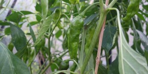 Beitragsbild des Blogbeitrags „Bratpaprika“, oder: Die Sache mit dem Shishito-Chilli