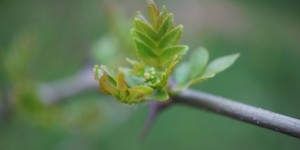 Beitragsbild des Blogbeitrags Sichuanpfeffer und Sansho (und damit, Kinome) im Frühjahr