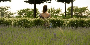 Beitragsbild des Blogbeitrags Sonnenanbeterin 