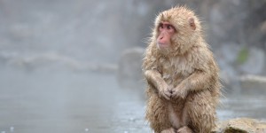Beitragsbild des Blogbeitrags Jigokudani – wo wilde Affen in heißen Quellen Baden 