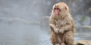 Beitragsbild des Blogbeitrags Jigokudani – wo wilde Affen in heißen Quellen Baden