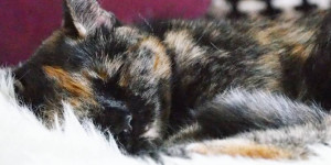 Beitragsbild des Blogbeitrags Die perfekte Katzendecke fürs Sofa