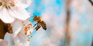 Beitragsbild des Blogbeitrags #summerstruggles – 3 SOS Hausmittel bei Bienenstichen 
