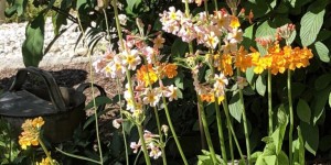 Beitragsbild des Blogbeitrags Pflanzenportrait Etagenprimel Primula bulleyana 