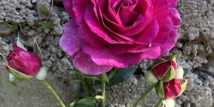 Beitragsbild des Blogbeitrags Die Rosen blühen