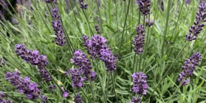 Beitragsbild des Blogbeitrags Lavendel