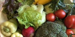Beitragsbild des Blogbeitrags Gemüse aus dem eigenen Garten