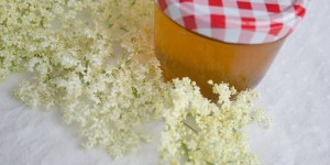 Beitragsbild des Blogbeitrags Holunderblütengelee selber machen