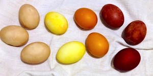Beitragsbild des Blogbeitrags Eier färben mit Naturfarben | einfach und natürlich
