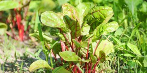 Beitragsbild des Blogbeitrags der Gemüsegarten im Sommer | gesunder Boden und Artenvielfalt