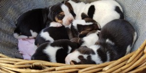 Beitragsbild des Blogbeitrags Ein Welpe zieht ein