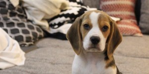 Beitragsbild des Blogbeitrags Life with a Baby Beagle 