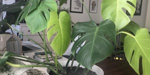 Beitragsbild des Blogbeitrags Monstera Liebe – Wie pflegt und züchtet man ein Fensterblatt