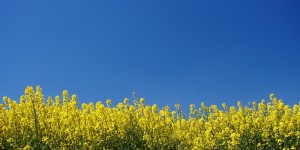 Beitragsbild des Blogbeitrags Brennstoff-Check (5): Was ist Biomasse?