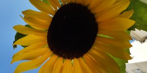 Beitragsbild des Blogbeitrags Heizen mit Erneuerbaren Energien: Das ist der deutsche Wärmemix!