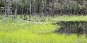 Beitragsbild des Blogbeitrags NABU-Studie bestätigt – Natürlich geht das: Energiewende naturverträglich machbar