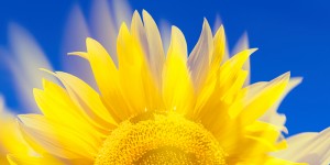 Beitragsbild des Blogbeitrags Öl plus Solar – jeder Ölheizer kann die Wärmewende vorantreiben