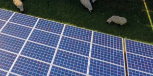Beitragsbild des Blogbeitrags Studie belegt: Solar-Freiflächenanlagen fördern Artenvielfalt 