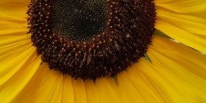 Beitragsbild des Blogbeitrags Dank Klimapaket: Jeder 8. Hausbesitzer plant Heizungsmodernisierung