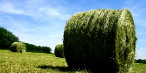 Beitragsbild des Blogbeitrags Brennstoff-Check (12): Heizen mit Halmgut (Heu und Stroh)
