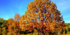 Beitragsbild des Blogbeitrags Meine liebsten Trends – Herbst 2018