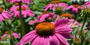 Beitragsbild des Blogbeitrags Sonnenhut Tinktur selbst gemacht