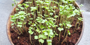 Beitragsbild des Blogbeitrags Easy Microgreens mit Grow-Grow Nut 