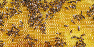 Beitragsbild des Blogbeitrags Bienenwachs – ein Power-Inhaltsstoff für die Hautpflege 