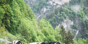 Beitragsbild des Blogbeitrags La Gruyère: Zu Gast auf der Almsennerei Les Invuettes