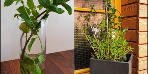 Beitragsbild des Blogbeitrags So halten deine frischen Vorräte länger! 